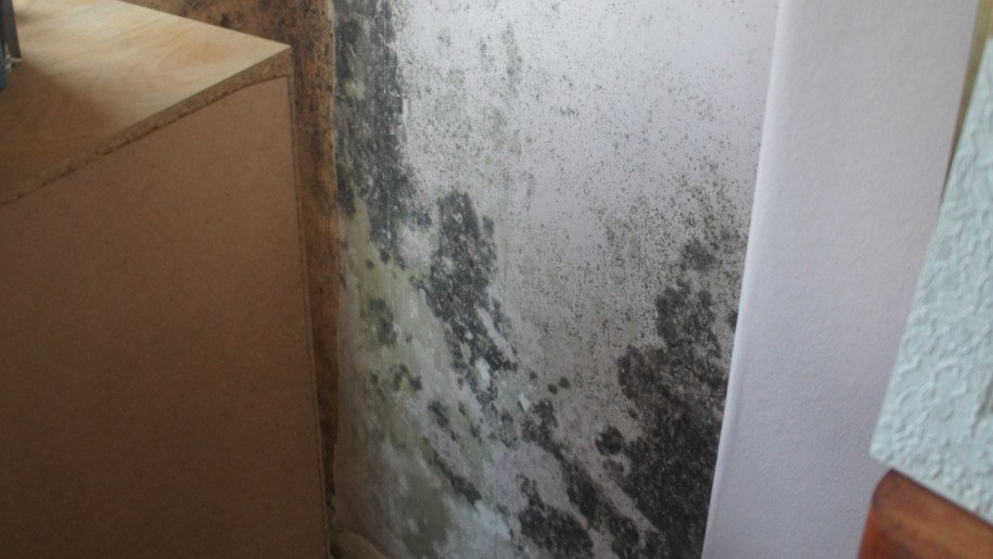 Black mould causes